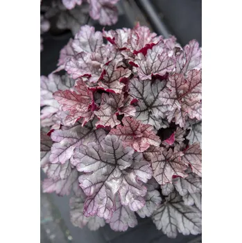Semeno Lukon Glads Heuchera hybrida WORLD CAFFÉ FRAPPE - dlužicha