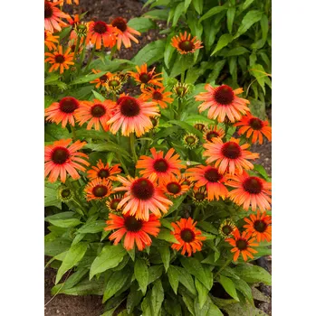 Sazenice Lukon Glads Echinacea purpurea SKIPPER ORANGE - třapatka