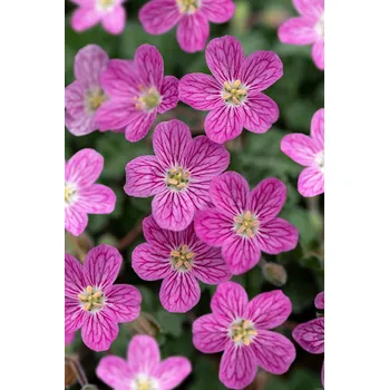 Sazenice Lukon Glads Erodium variable BISHOP‘S FORM - pumpava