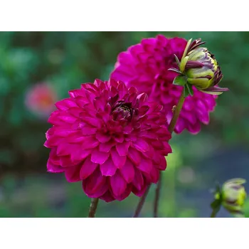 Semeno Jiřina 'Romantica' Balení: hlíza extra - 1 ks Dahlia'Romantica'