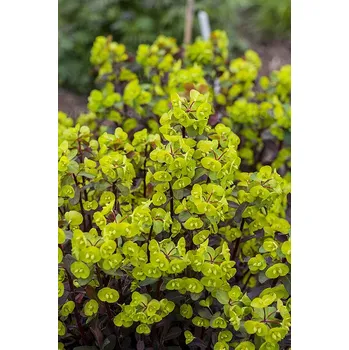 Sazenice Lukon Glads Euphorbia amygdaloides purpurea - pryšec
