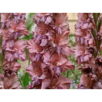 Cibulovina Mečík 'Tiramisu' Balení: hlíza 12/14 - 10 ks Gladiolus'Tiramisu'
