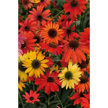 Semeno Lukon Glads Echinacea purpurea CHEYENNE SPIRIT - třapatka nachová