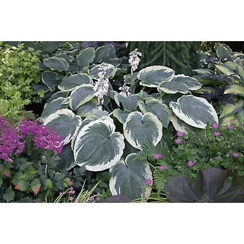 Sazenice Lukon Glads Hosta AMERICAN HALLO - bohyška, funkie