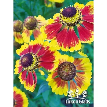 Sazenice Lukon Glads Helenium hybridum BIEDERMEIER - záplevák