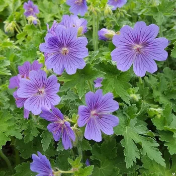 Sazenice Lukon Glads Geranium magnificum ROSEMOOR - kakost