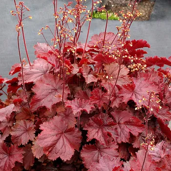 Semeno Lukon Glads Heuchera hybrida NORTHERN EXPOSURE RED - dlužicha