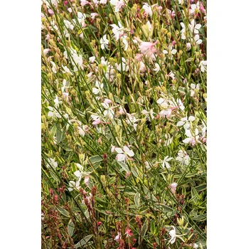 Sazenice Lukon Glads Gaura lindheimeri CORRIE'S GOLD - svíčkovec