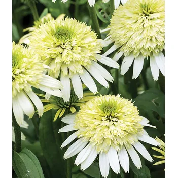 Sazenice Lukon Glads Echinacea purpurea HONEYDEW - třapatka nachová