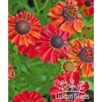 Sazenice Lukon Glads Helenium RED ARMY - záplevák