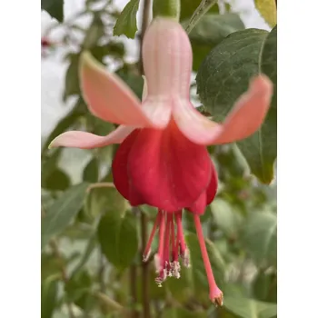 Monsiuer Thibaut -mrazuvzdorná