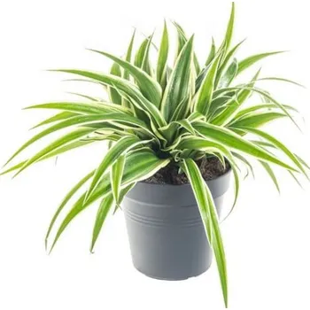 Sazenice Zelenec, Chlorophytum comosum Ocean, průměr květináče 10 cm