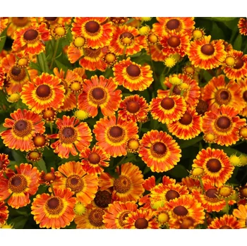 Sazenice Lukon Glads Helenium FUEGO - záplevák
