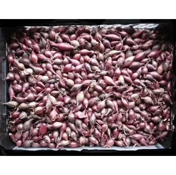 Semeno Moravoseed Mikulov Cibule sazečka PIROSKA červená 8-16 mm cca 250g