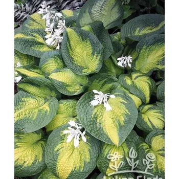 Semeno Lukon Glads Hosta BROTHER STEFAN - bohyška, funkie