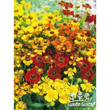 Semeno Lukon Glads Helenium MIX - záplevák směs Množství: 1
