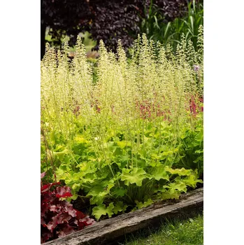 Sazenice Lukon Glads Heuchera hybrida REX LIME - dlužicha