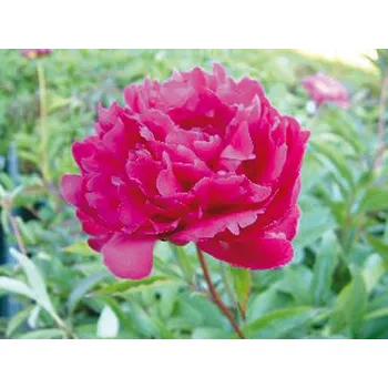 Sazenice Lukon Glads Paeonia BUNKER HILL - pivoňka