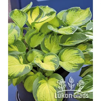 Sazenice Lukon Glads Hosta RAINFOREST SUNRISE - bohyška, funkie
