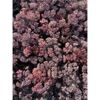 Sazenice Lukon Glads Sedum mojave JEWELS SAPPHIRE - rozchodník