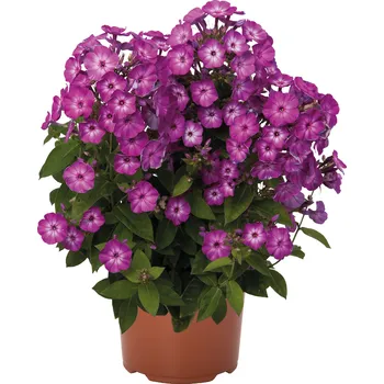 Sazenice Lukon Glads Phlox paniculata EARLY FLAME PURPLE EYE - plamenka latnatá, flox