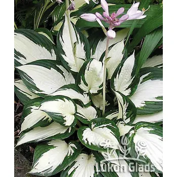 Sazenice Lukon Glads Hosta FIRE & ICE - bohyška, funkie