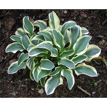 Sazenice Lukon Glads Hosta FUNNY MOUSE - bohyška, funkie