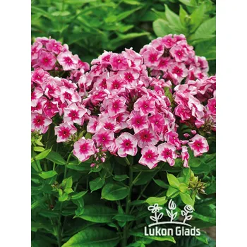 Sazenice Lukon Glads Phlox paniculata STARS AND STRIPES - plamenka latnatá, flox