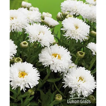 Sazenice Lukon Glads Leucanthemum maximum LASPIDER - kopretina