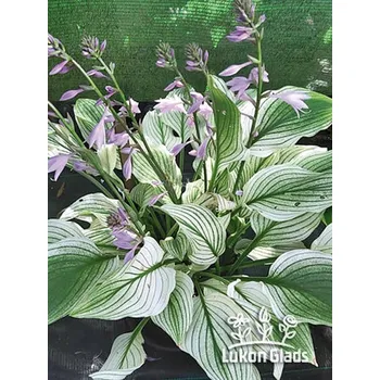 Sazenice Lukon Glads Hosta ZEBRA STRIPES - bohyška, funkie