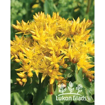 Semeno Lukon Glads Sedum AIZOON - rozchodník vždyživý