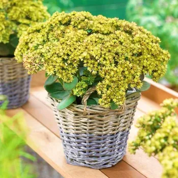 Sazenice Lukon Glads Sedum telephium YELLOW DELICAT - rozchodník
