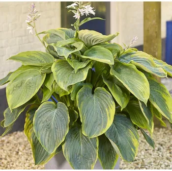 Sazenice Lukon Glads Hosta SHADOWLAND WU-LA-LA - bohyška, funkie