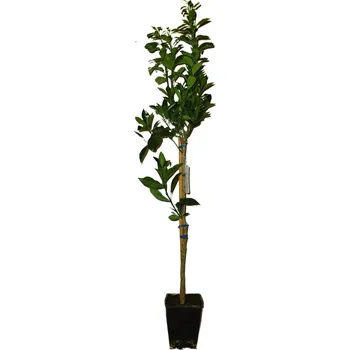 Sazenice Mrazuvzdorný Pomerančovník arancio Navelina