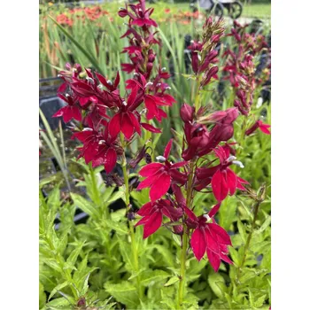 Sazenice Lukon Glads Lobelia speciosa STARSHIP BURGUNDY - lobelka