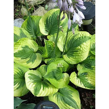 Sazenice Lukon Glads Hosta SUMMER LOVIN - bohyška, funkie