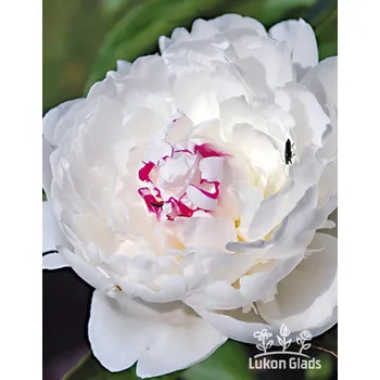 Sazenice Lukon Glads Paeonia COURONNE D’OR - pivoňka