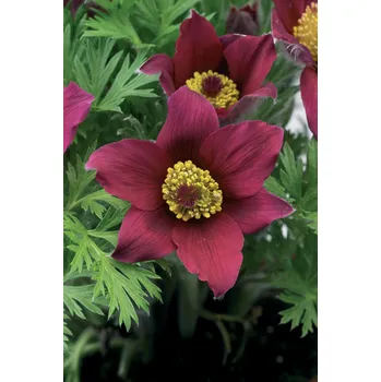 Sazenice Lukon Glads Pulsatilla vulgaris RED - koniklec