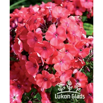 Sazenice Lukon Glads Phlox paniculata ORANGE PERFECTION - flox, záplevák