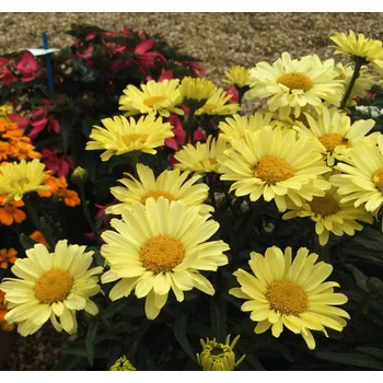 Sazenice Lukon Glads Leucanthemum maximum BANANA CREAM YELLOW - kopretina