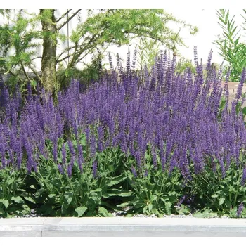 Sazenice Lukon Glads Salvia sylvestris MAINACHT - šalvěj hajní