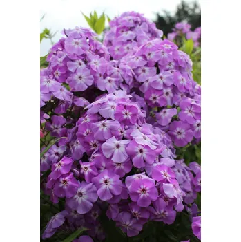 Sazenice Lukon Glads Phlox paniculata GOLIATH - plamenka latnatá, flox
