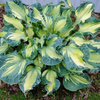 Sazenice Lukon Glads Hosta GOLDEN MEADOWS - bohyška, funkie