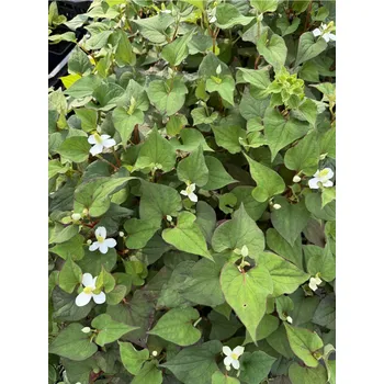 Semeno Lukon Glads Houttuynia cordata PLENA - touloň srdčitá