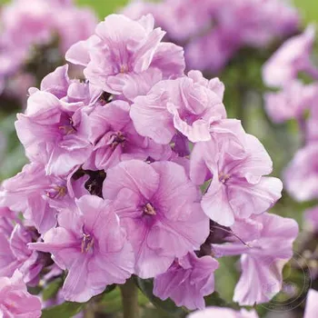 Sazenice Lukon Glads Phlox paniculata ZENOBIA - plamenka latnatá, flox