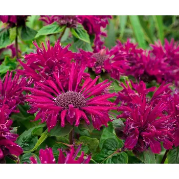 Semeno Lukon Glads Monarda hybrida BEE TRUE - zavinutka