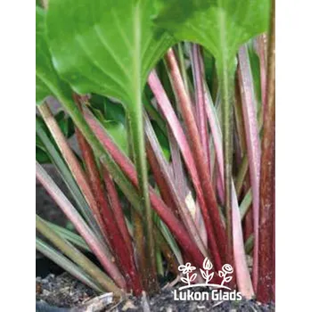 Sazenice Lukon Glads Hosta RED STEPPER - bohyška, funkie