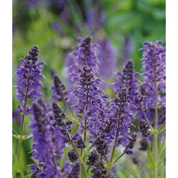 Sazenice Lukon Glads Salvia nemorosa SYNCHRO BLUE - šalvěj hajní