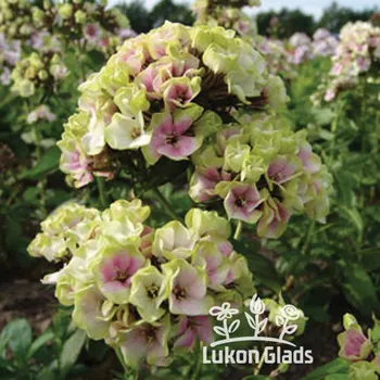 Semeno Lukon Glads Phlox paniculata SHERBET BLEND - plamenka latnatá, flox