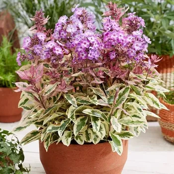 Sazenice Lukon Glads Phlox paniculata OLYMPUS - plamenka latnatá, flox